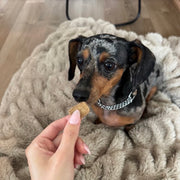 Pepper's Human's dog